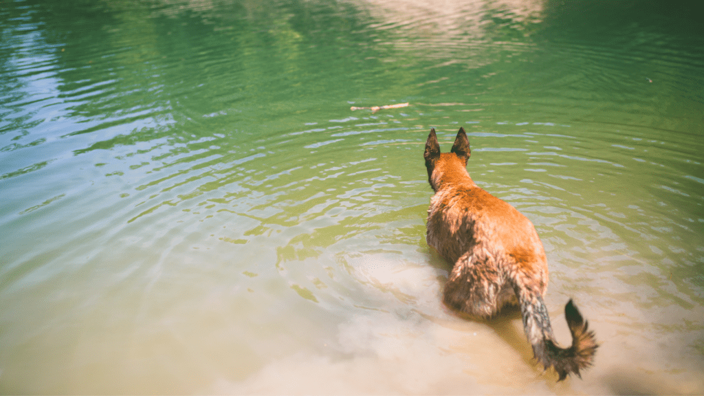 Plażowy Savoir-Vivre – sezon startuje, jak zachować się nad jeziorem?