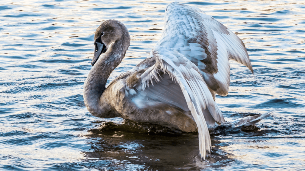Dokarmiasz ptaki chlebem? Fundujesz im chorobę anielskiego skrzydła – dowiedz się więcej