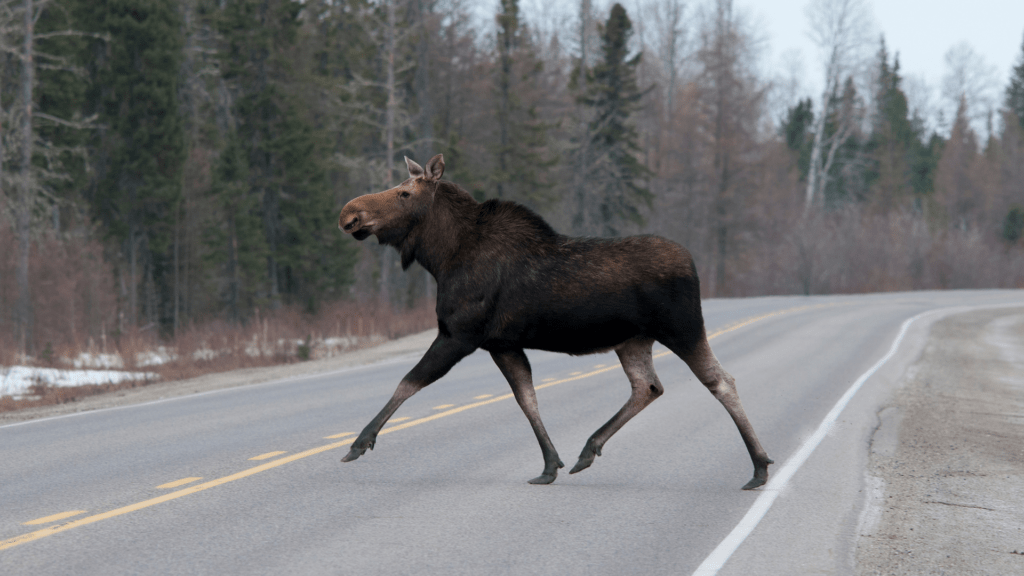 Jak się zachować podczas spotkania z łosiem?