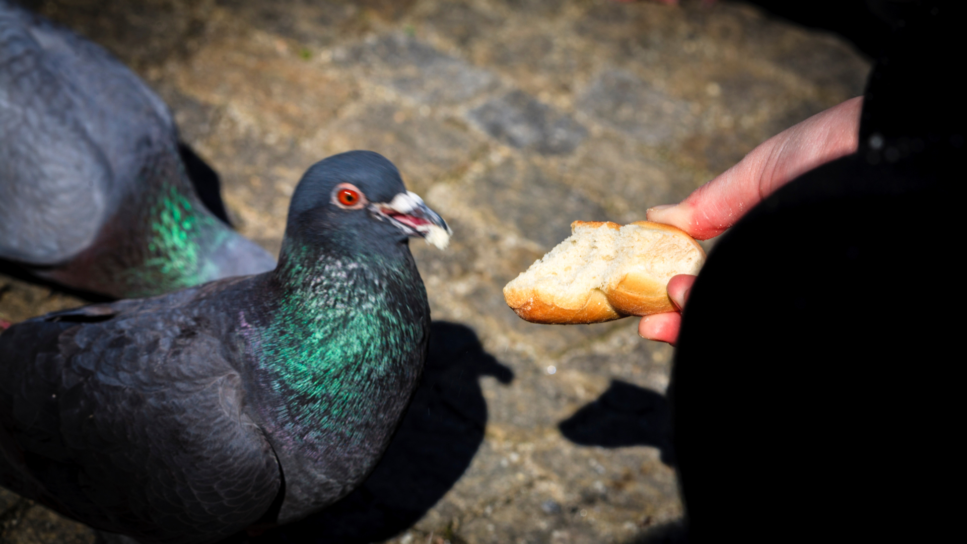 Jak dokarmiać ptaki zimą? Z pewnością NIE CHLEBEM
