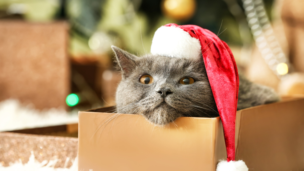 Zwierzę to nie prezent – refleksja o świątecznych podarunkach