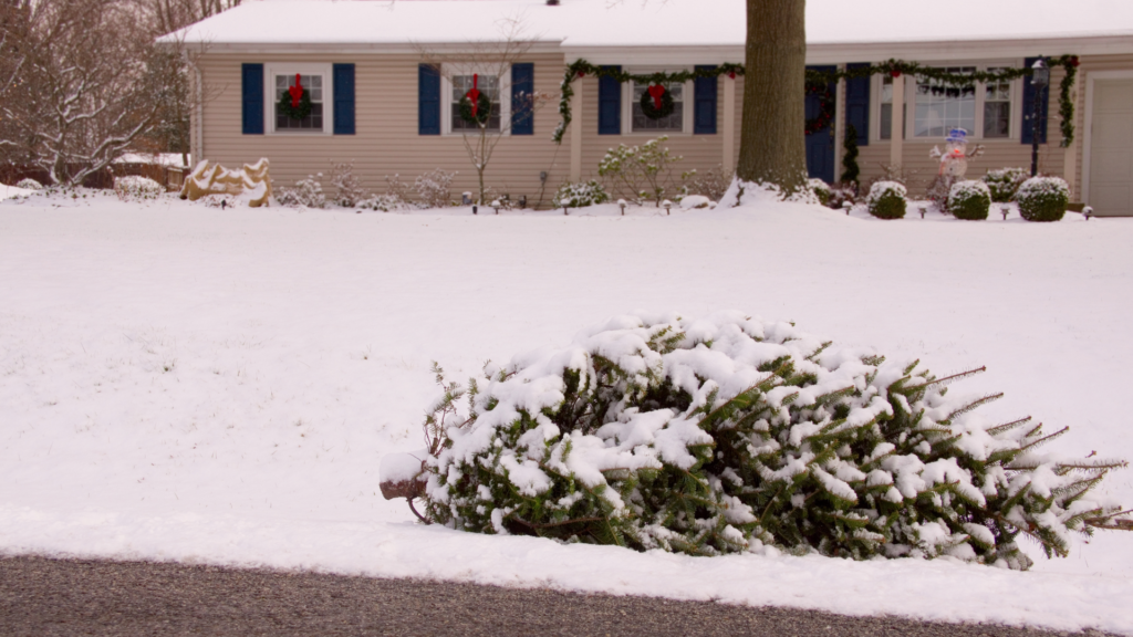 Do kiedy trzymać ubraną choinkę i co z nią zrobić po świętach?