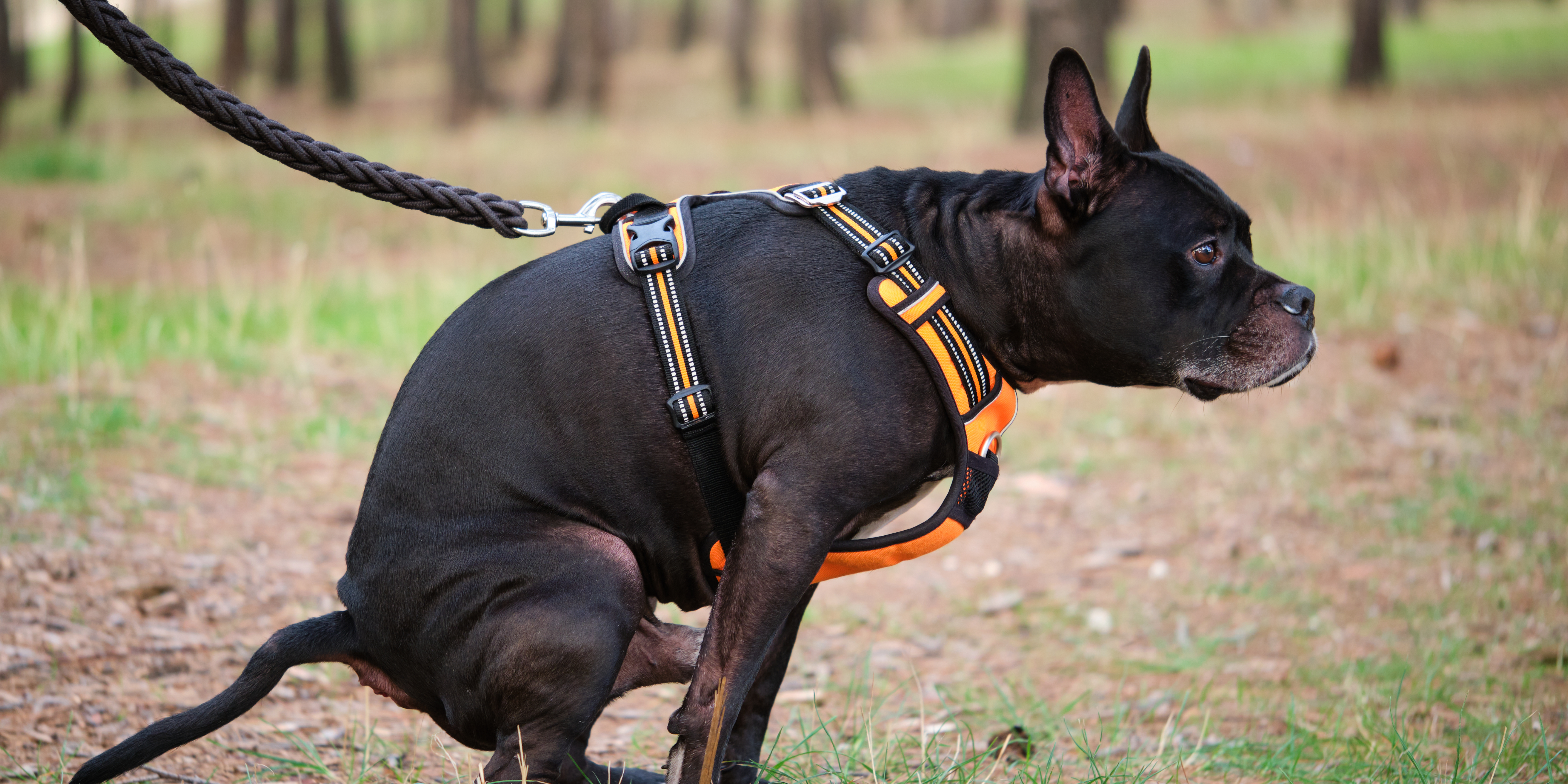 Psie odchody na każdym kroku – jak mieszkańcy Giżycka mogą walczyć z problemem?