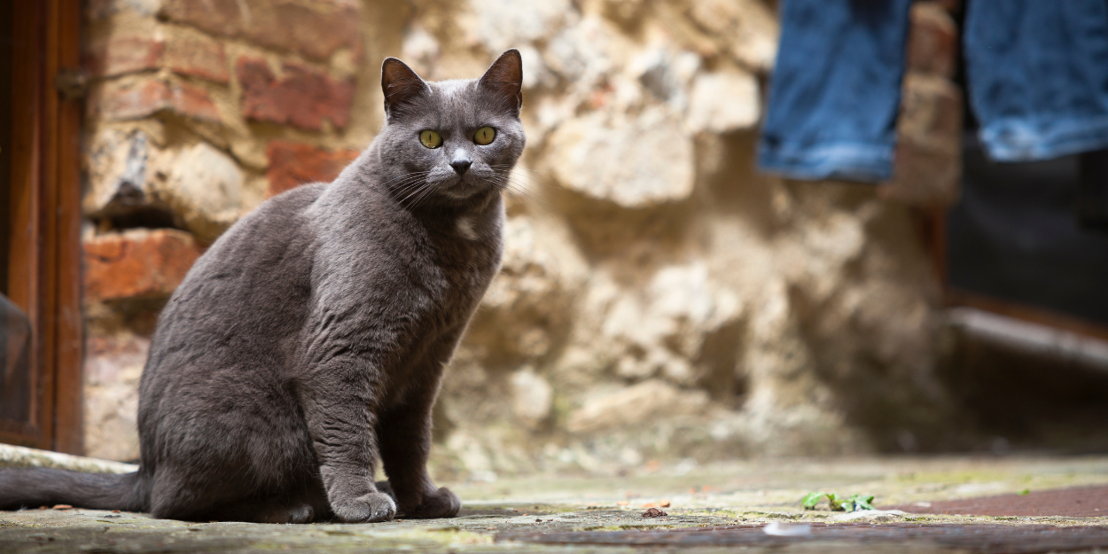 Jak mądrze pomagać kotom wolno żyjącym w Giżycku?