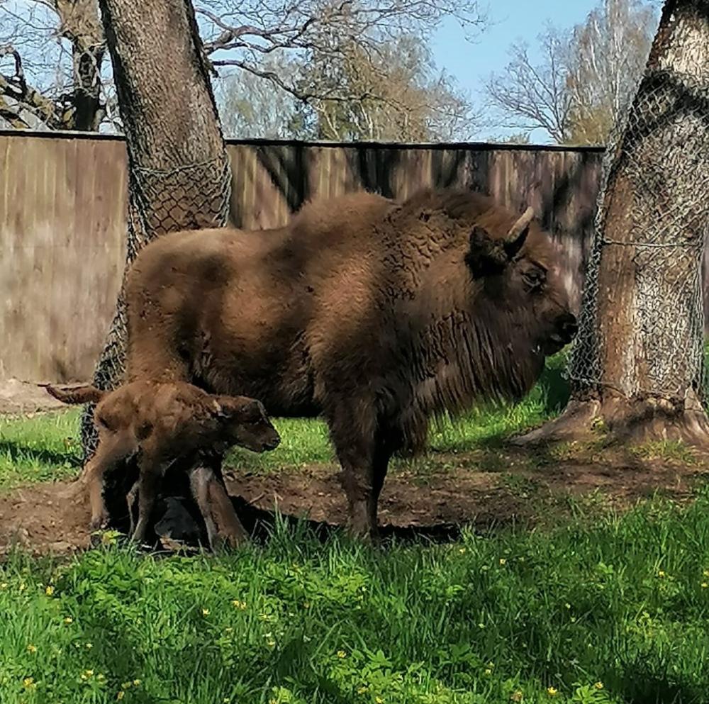 Zagroda Żubrów w Wolisku – niezwykłe spotkanie z królem puszczy na Mazurach