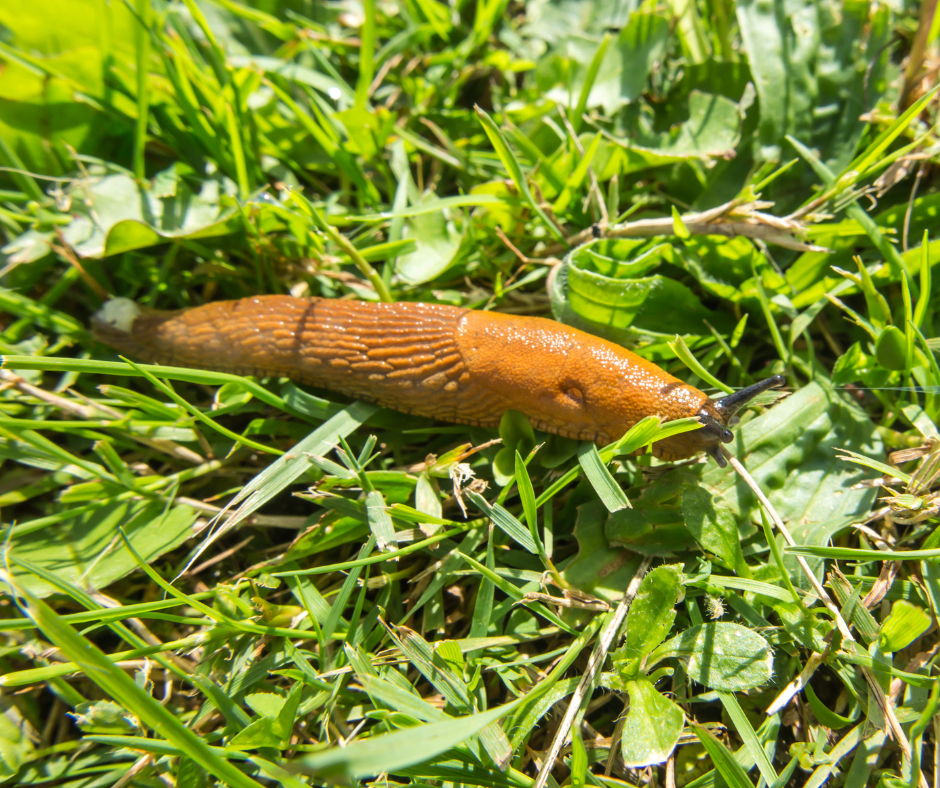 Plaga ślimaków w Giżycku. Czy ten sezon jest już stracony?