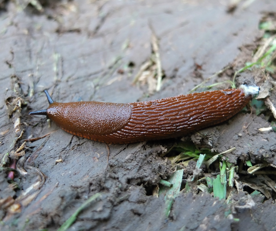 Plaga ślimaków w Giżycku. Czy ten sezon jest już stracony?