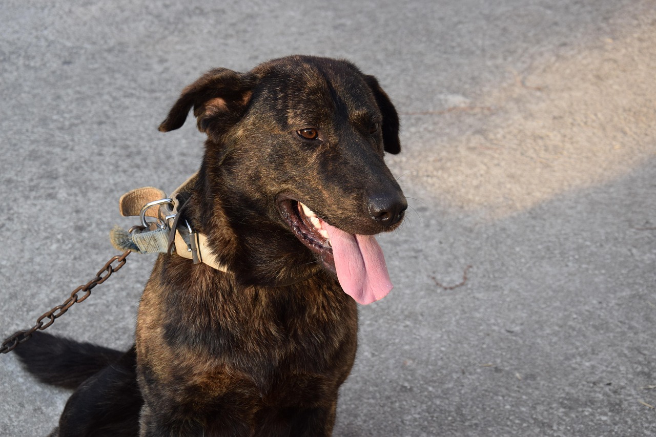 Zakaz trzymania psów na łańcuchu