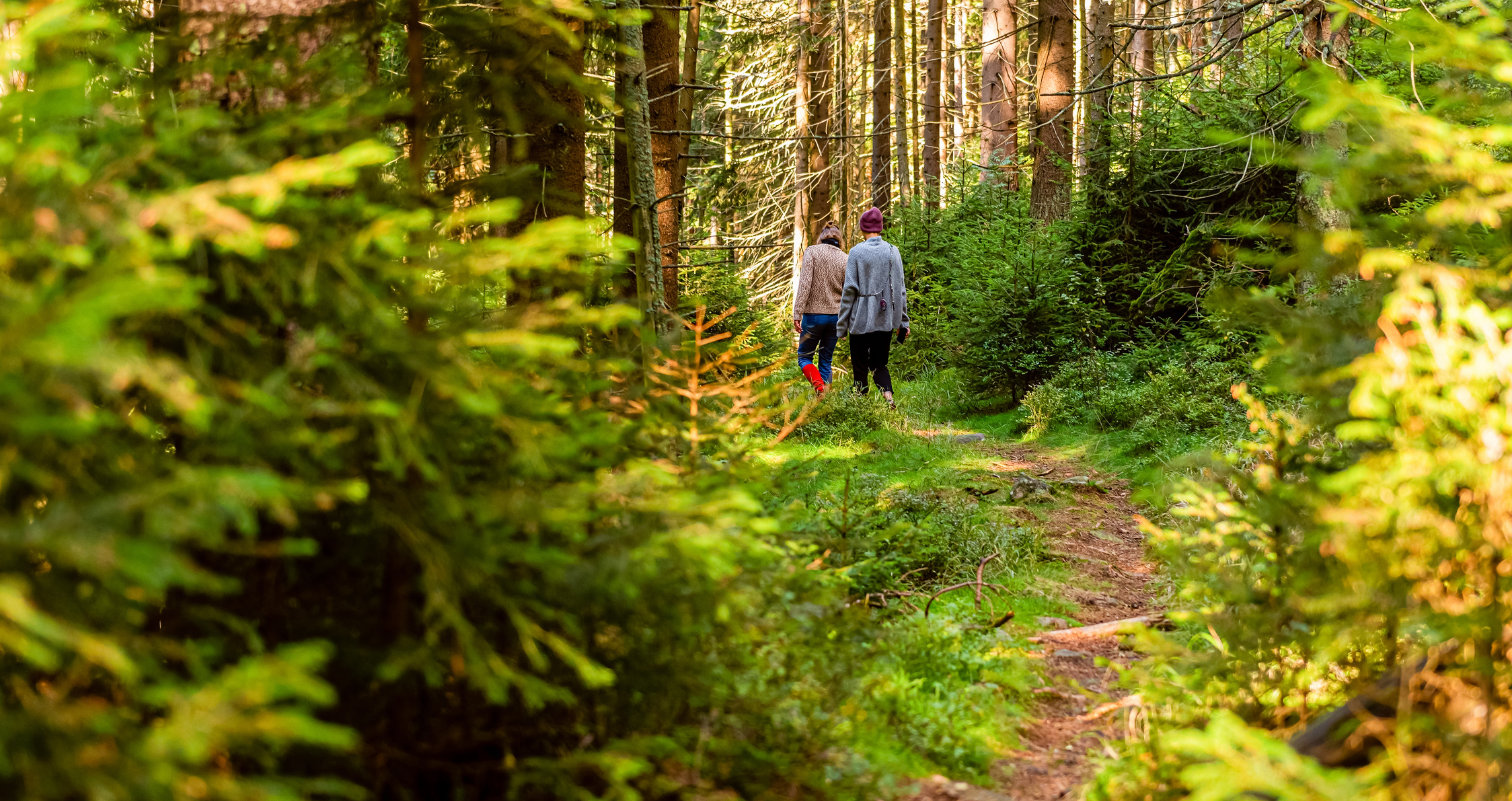 Coraz więcej zagubień w mazurskich lasach. Jak nie zgubić się podczas grzybobrania?