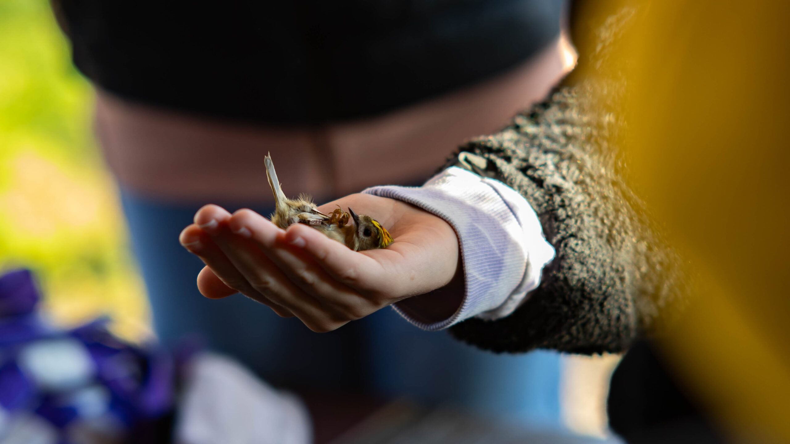 Mazurski Piknik Ornitologiczny