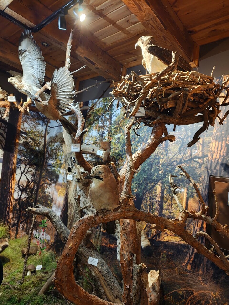 Mazurskie Zielone Lekcje – edukacja ekologiczna dzieci i młodzieży z regionu Wielkich Jezior Mazurskich