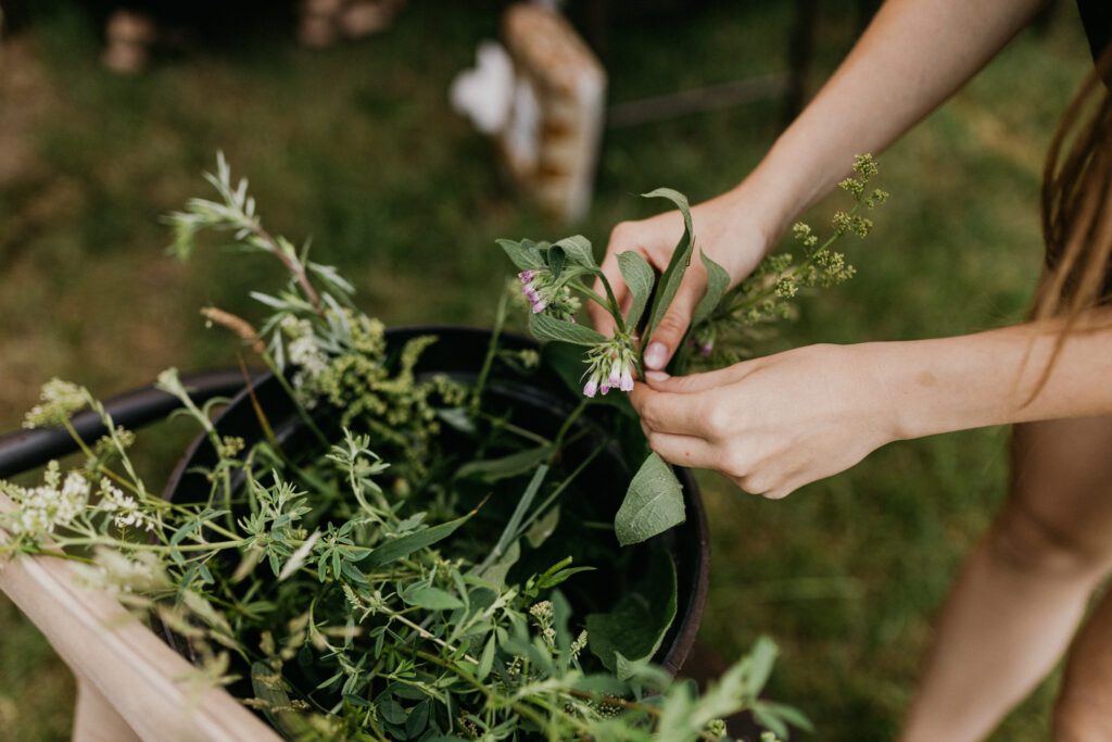 Golas - Festiwal Giżycko Mazury