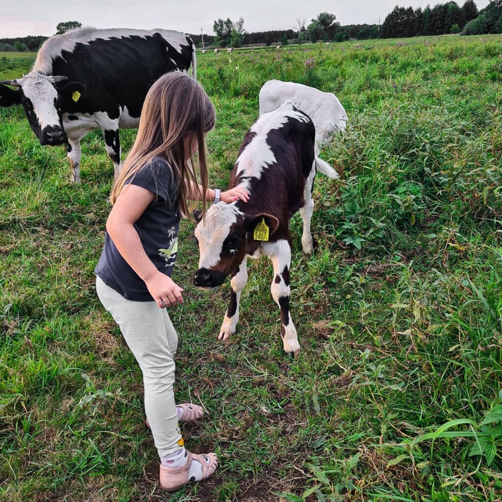 Krowoterapia Giżycko Mazury