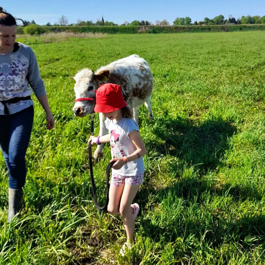 Krowoterapia Giżycko Mazury