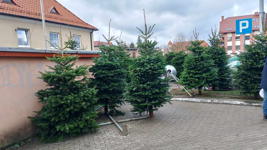 Gdzie kupić choinkę w Giżycku?