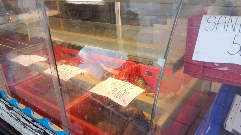 Karp na święta – Żywy, płaty czy inna ryba? Kompletny przewodnik