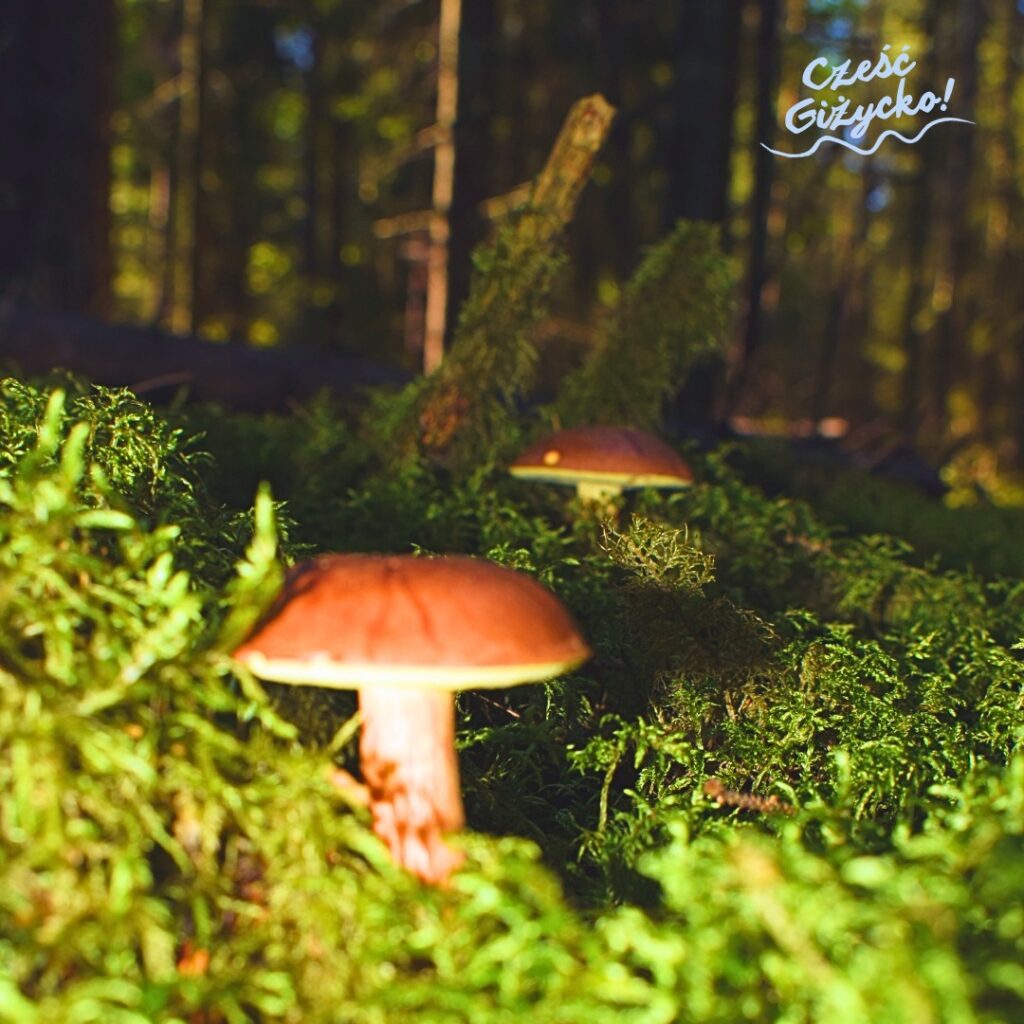 Co robić w niedzielę w Giżycku jesienią?