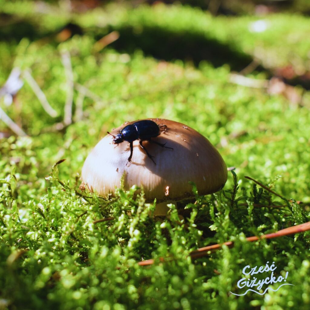 Co robić w niedzielę w Giżycku jesienią?