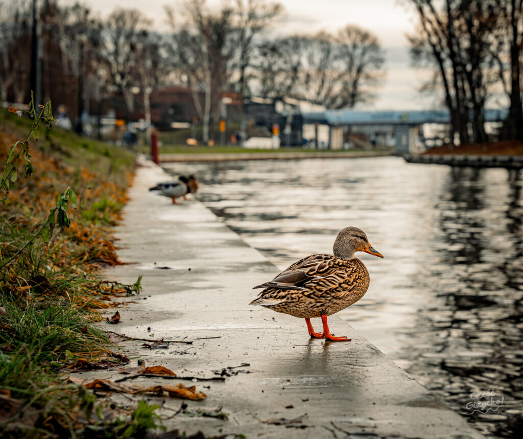 Poświąteczne Giżycko – grudniowy spacer po mieście GALERIA ZDJĘĆ
