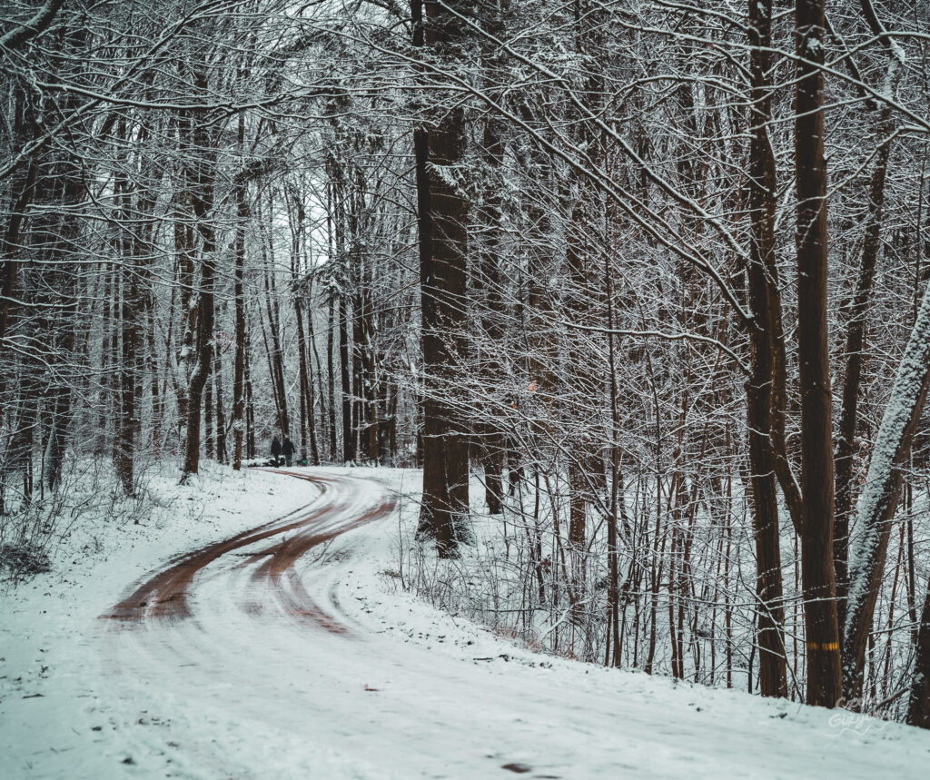 Zaśnieżony Las Miejski w Giżycku – styczeń 2025 FOTOGALERIA