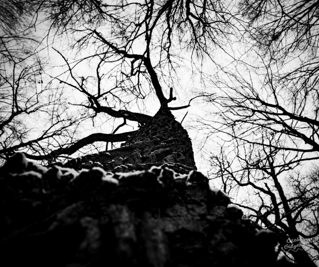 Zaśnieżony Las Miejski w Giżycku – styczeń 2025 FOTOGALERIA