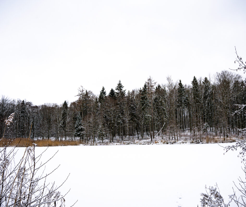 Zaśnieżony Las Miejski w Giżycku – styczeń 2025 FOTOGALERIA