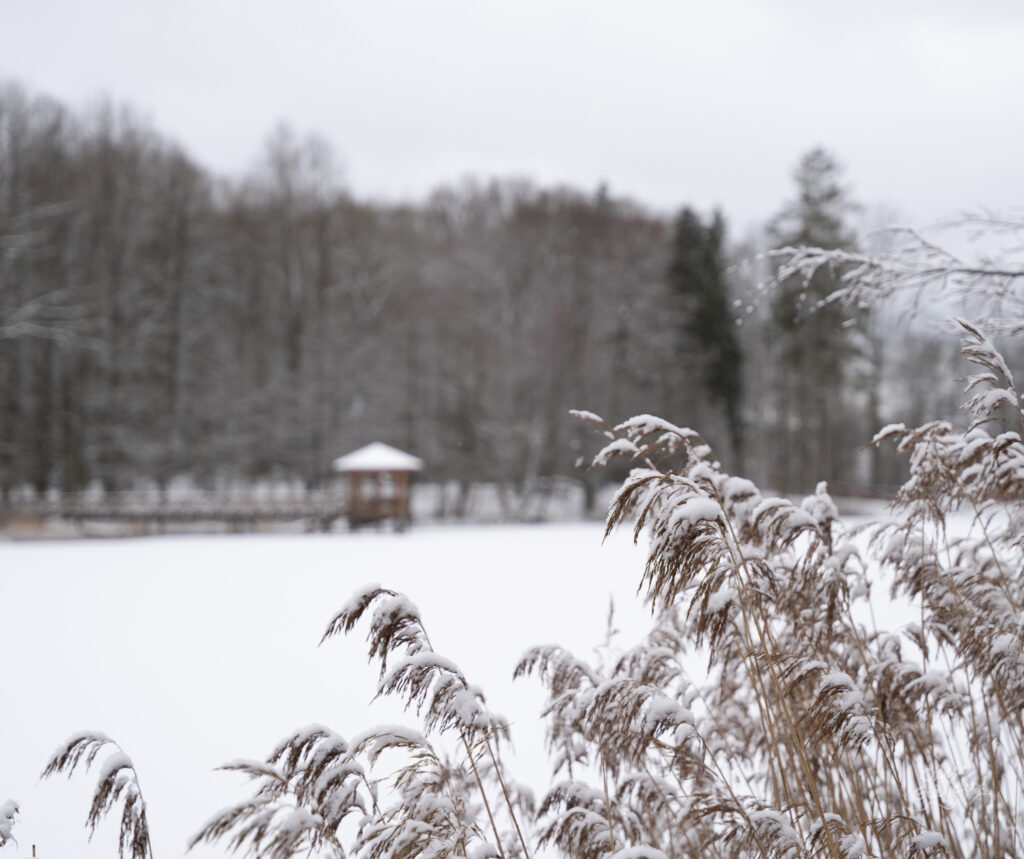 Zaśnieżony Las Miejski w Giżycku – styczeń 2025 FOTOGALERIA