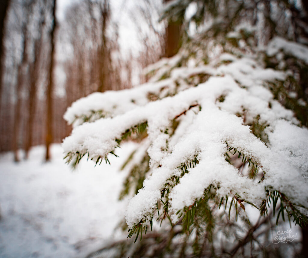 Zaśnieżony Las Miejski w Giżycku – styczeń 2025 FOTOGALERIA