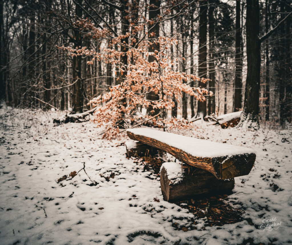 Zaśnieżony Las Miejski w Giżycku – styczeń 2025 FOTOGALERIA