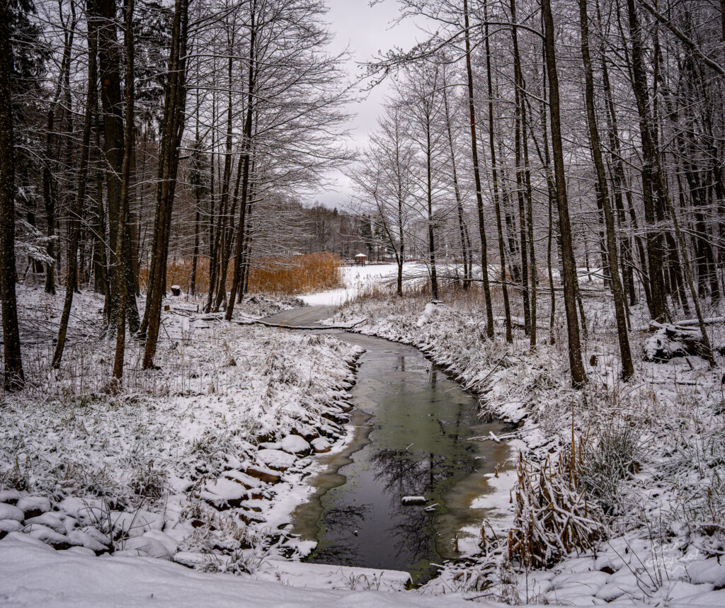Zaśnieżony Las Miejski w Giżycku – styczeń 2025 FOTOGALERIA