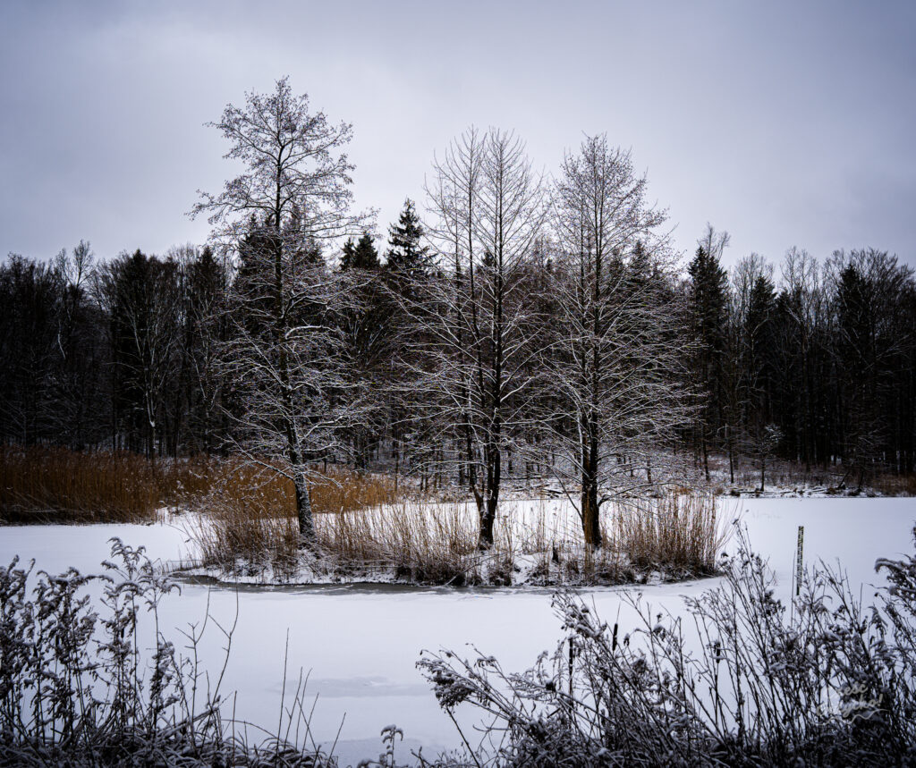 Zaśnieżony Las Miejski w Giżycku – styczeń 2025 FOTOGALERIA