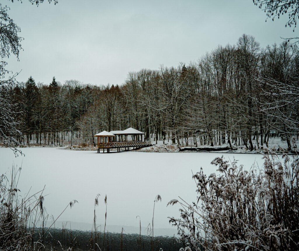 Zaśnieżony Las Miejski w Giżycku – styczeń 2025 FOTOGALERIA