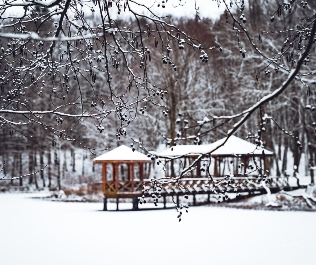 Zaśnieżony Las Miejski w Giżycku – styczeń 2025 FOTOGALERIA