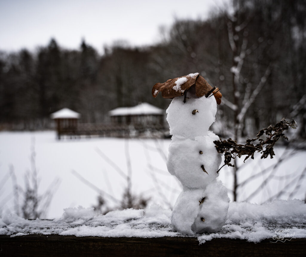 Zaśnieżony Las Miejski w Giżycku – styczeń 2025 FOTOGALERIA