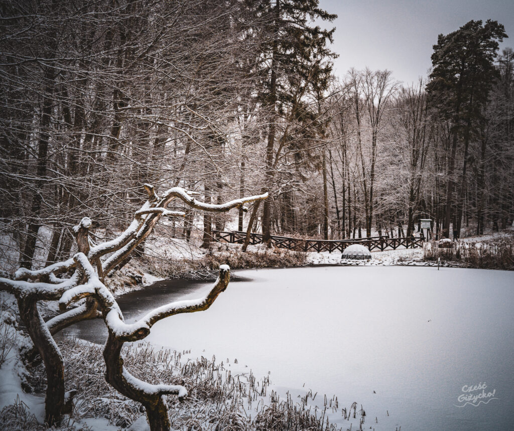 Zaśnieżony Las Miejski w Giżycku – styczeń 2025 FOTOGALERIA