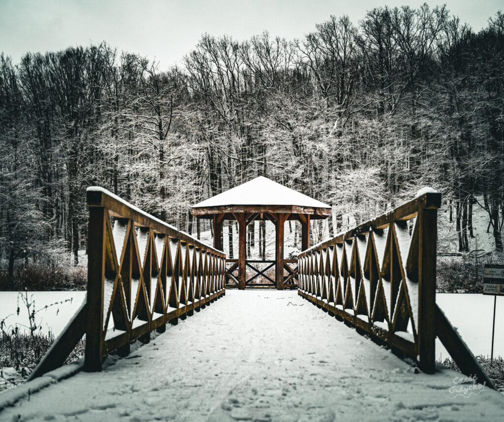 Zaśnieżony Las Miejski w Giżycku – styczeń 2025 FOTOGALERIA