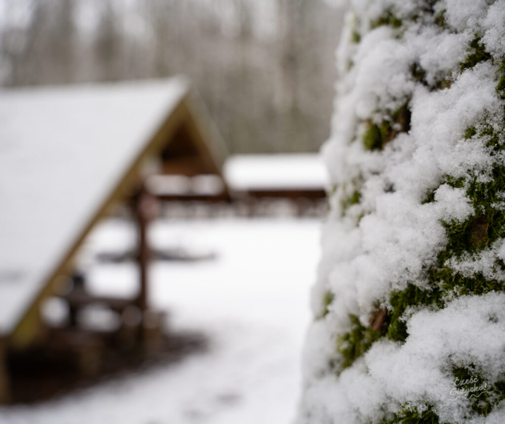 Zaśnieżony Las Miejski w Giżycku – styczeń 2025 FOTOGALERIA