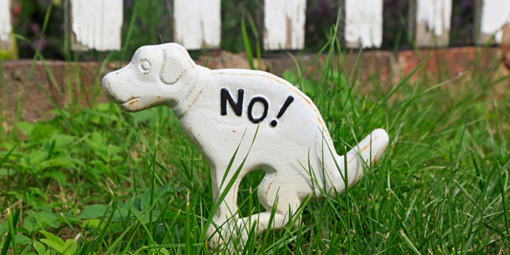 Psie odchody na każdym kroku – jak mieszkańcy Giżycka mogą walczyć z problemem?