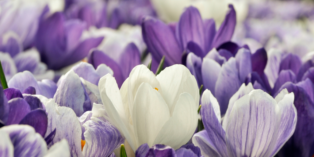 Pierwszy dzień wiosny – tradycje i zmiany w kalendarzu