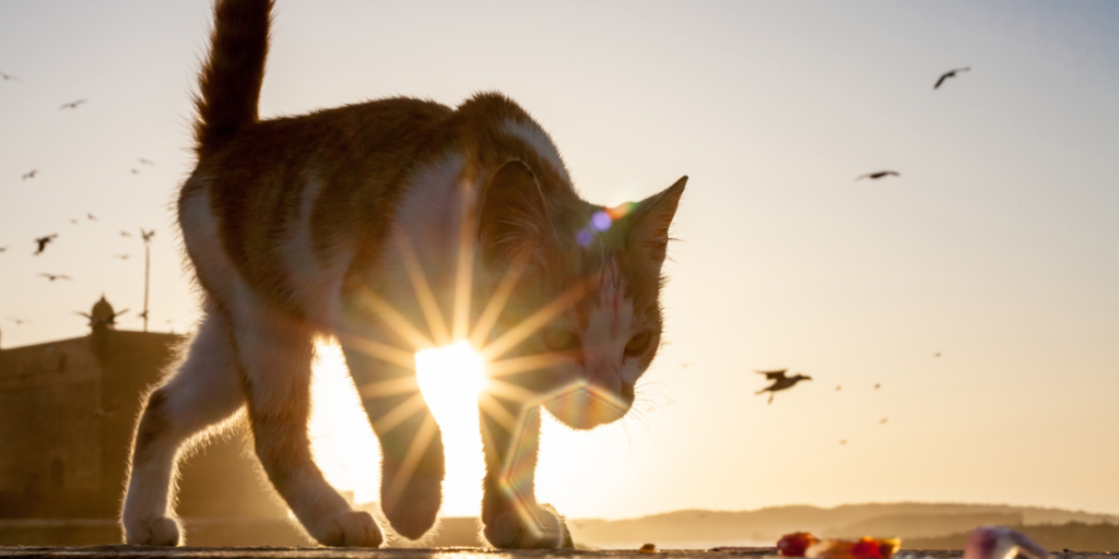 Jak mądrze pomagać kotom wolno żyjącym w Giżycku?