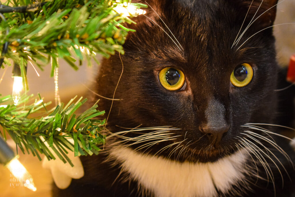 Dokarmiasz koty wolno żyjące? Odbierz darmową karmę