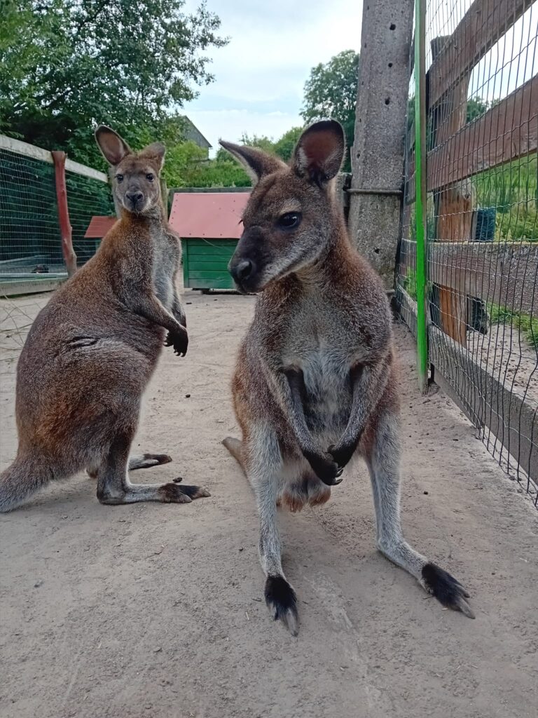Mazurskie Mini Zoo