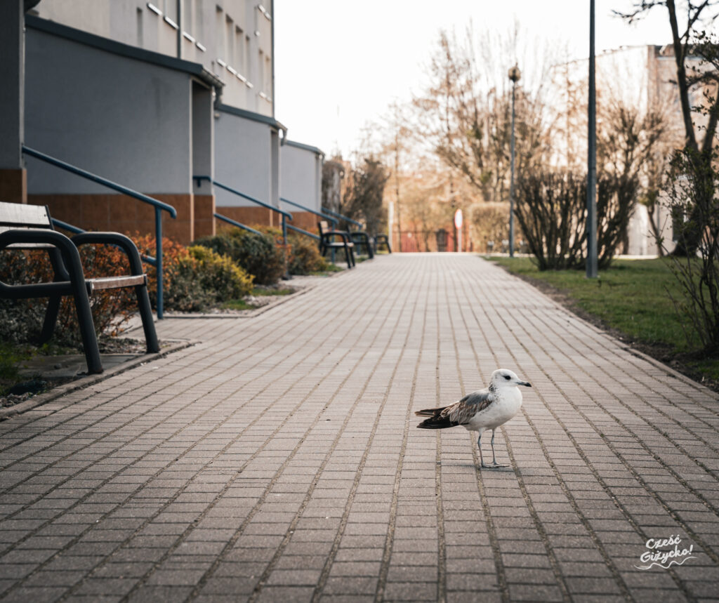 Osiedle XXX-lecia w Giżycku, GALERIA ZDJĘĆ