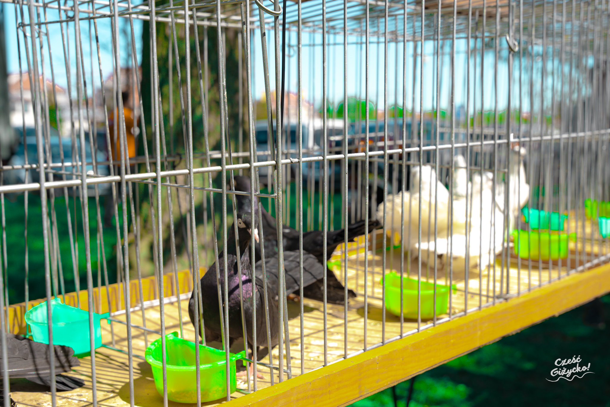 Grillowa Majówka z Radiem Zet oraz pokaz rasowych gołębi – 1 maja w Giżycku FOTORELACJA