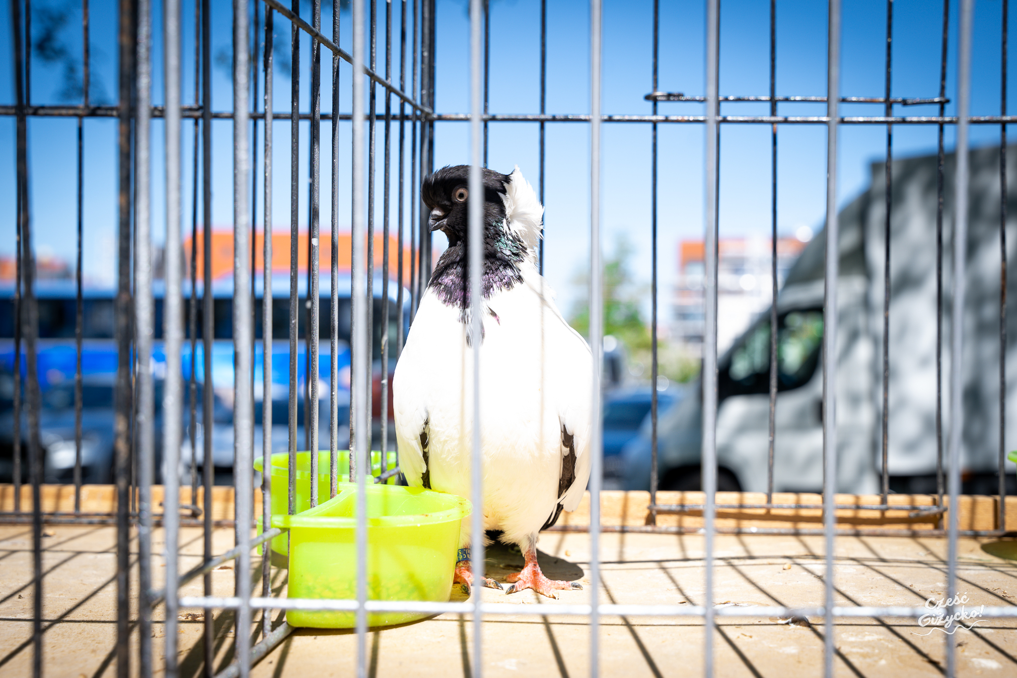 Grillowa Majówka z Radiem Zet oraz pokaz rasowych gołębi – 1 maja w Giżycku FOTORELACJA