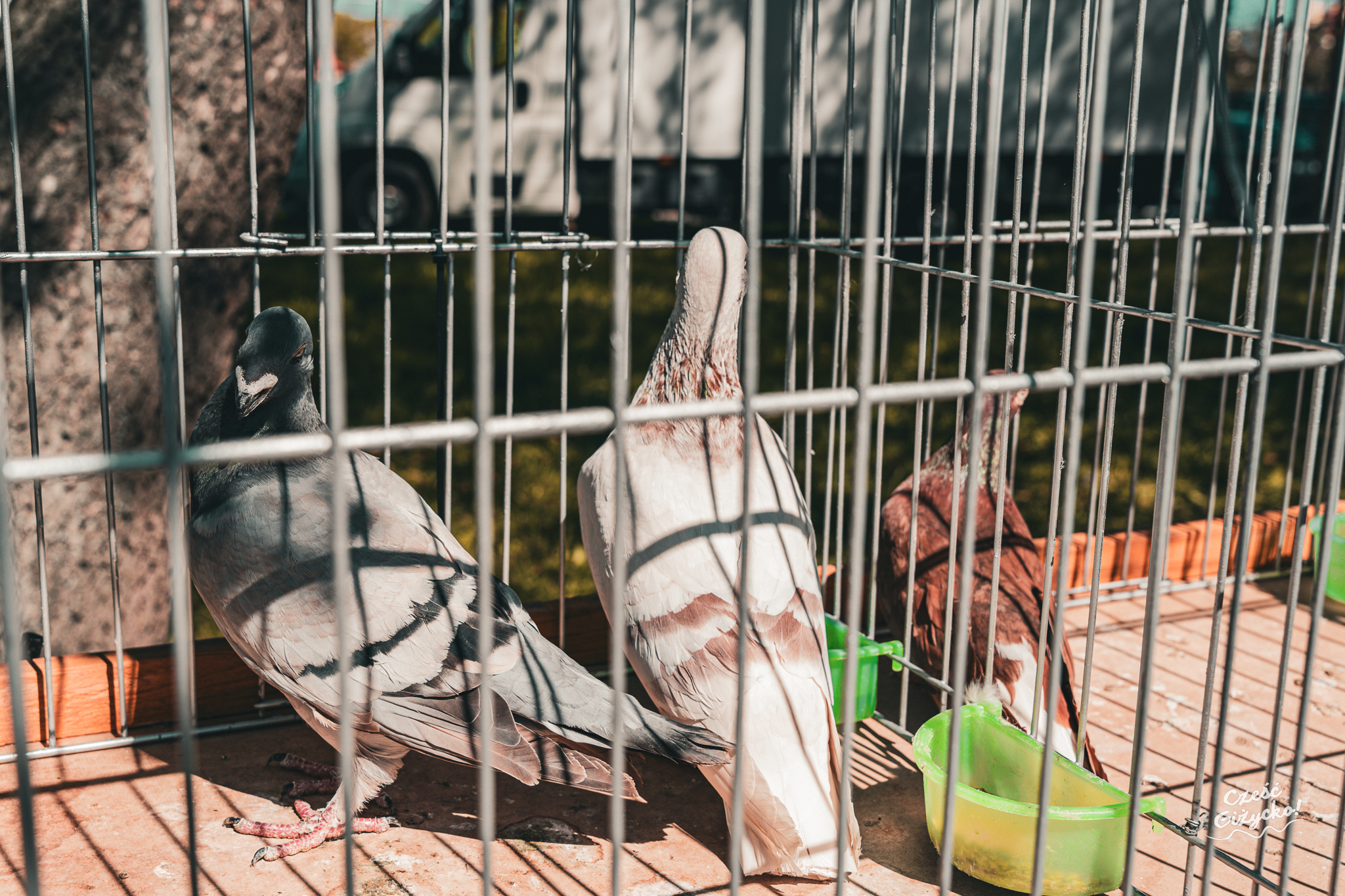 Grillowa Majówka z Radiem Zet oraz pokaz rasowych gołębi – 1 maja w Giżycku FOTORELACJA