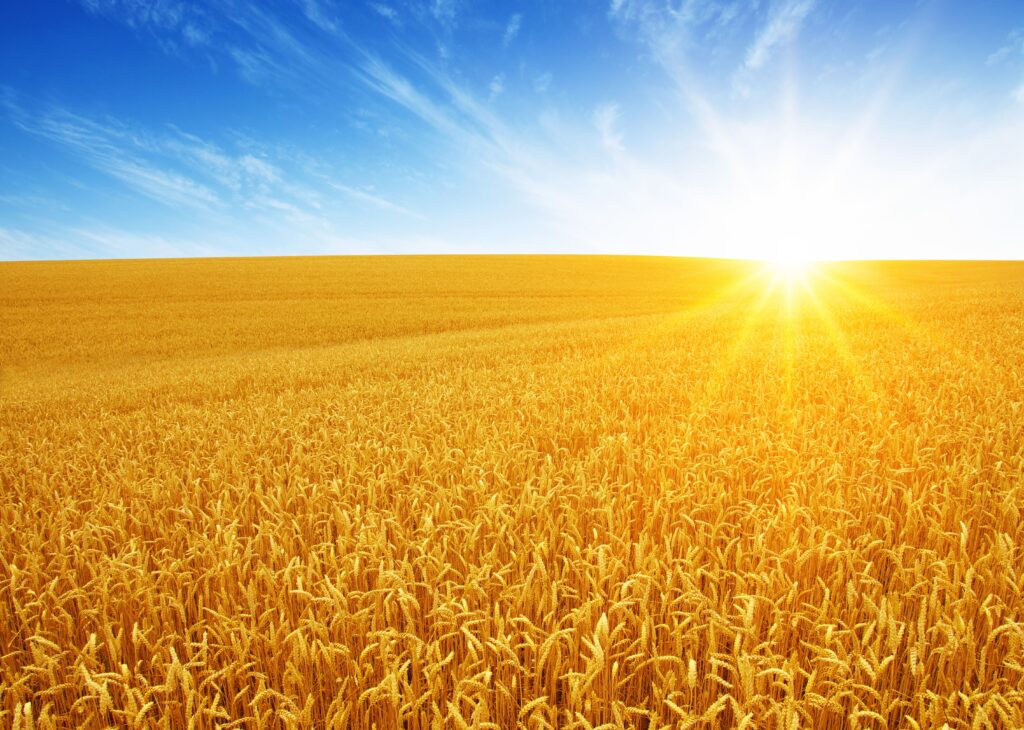 Wyczyniec polny – skuteczne zwalczanie chwastu w pszenicy i jęczmieniu