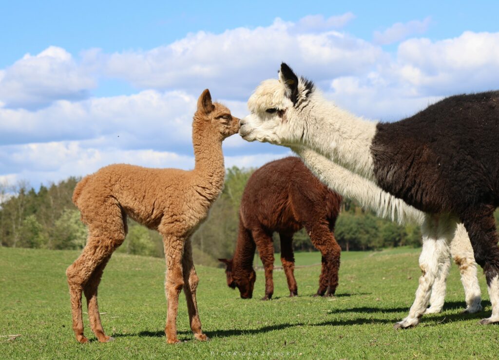 Spotkanie z magicznymi alpakami na Mazurach – odwiedź hodowlę ALPAKADABRA!