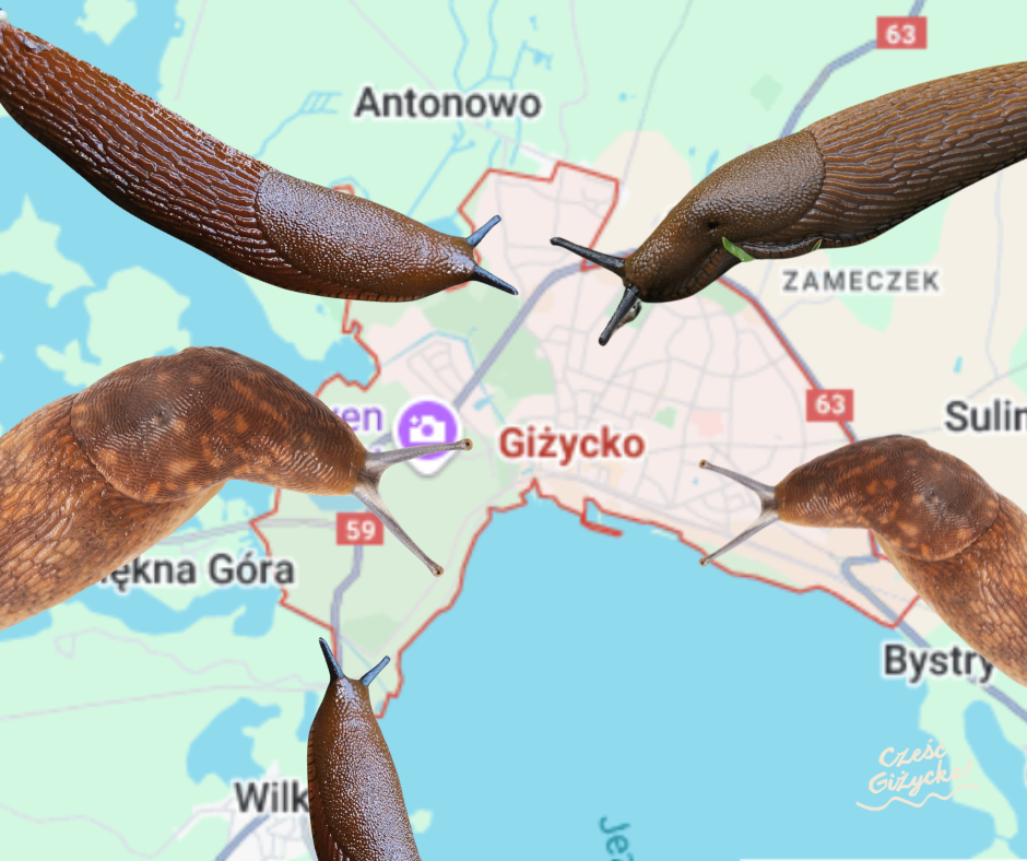 Plaga ślimaków w Giżycku. Czy ten sezon jest już stracony?