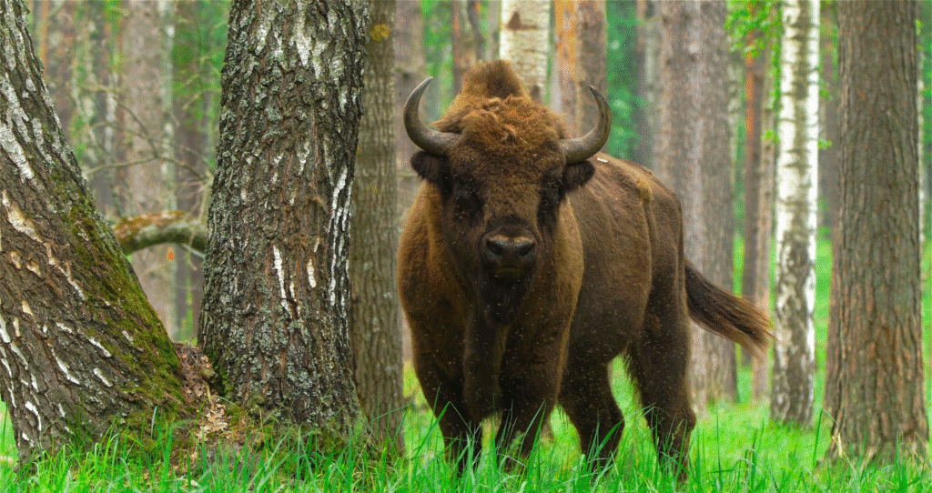 Z Giżycka do Woliska przez Kruklanki – rowerem lub samochodem w serce Mazur